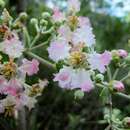 Image of Banisteriopsis malifolia (Nees & Martius) B. Gates