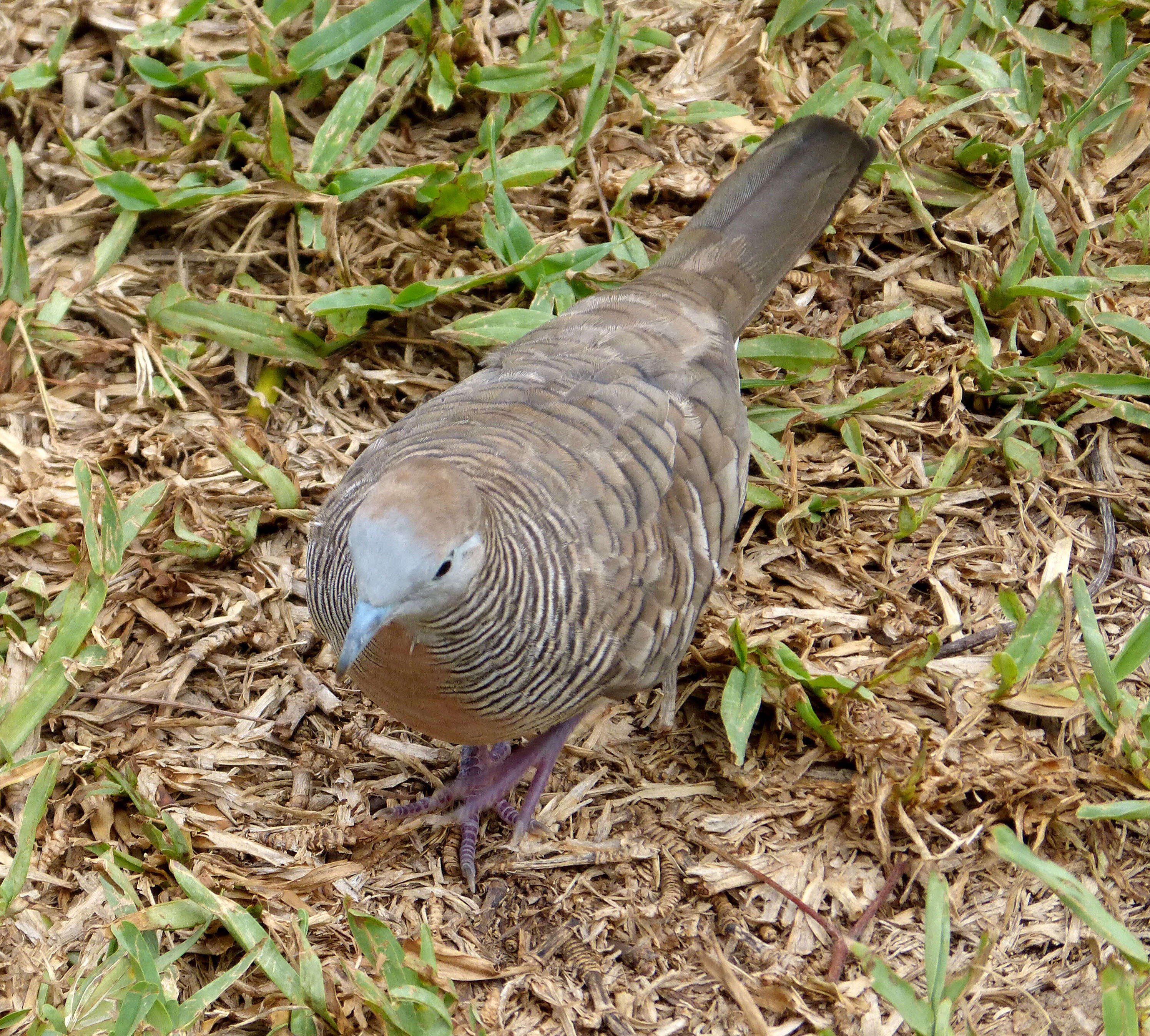 Image of Zebra Dove