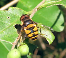 Слика од Eristalis transversa Wiedemann 1830