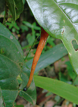 Image of Land leech genus