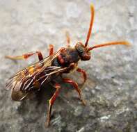 Image of Nomada ruficornis (Linnaeus 1758)