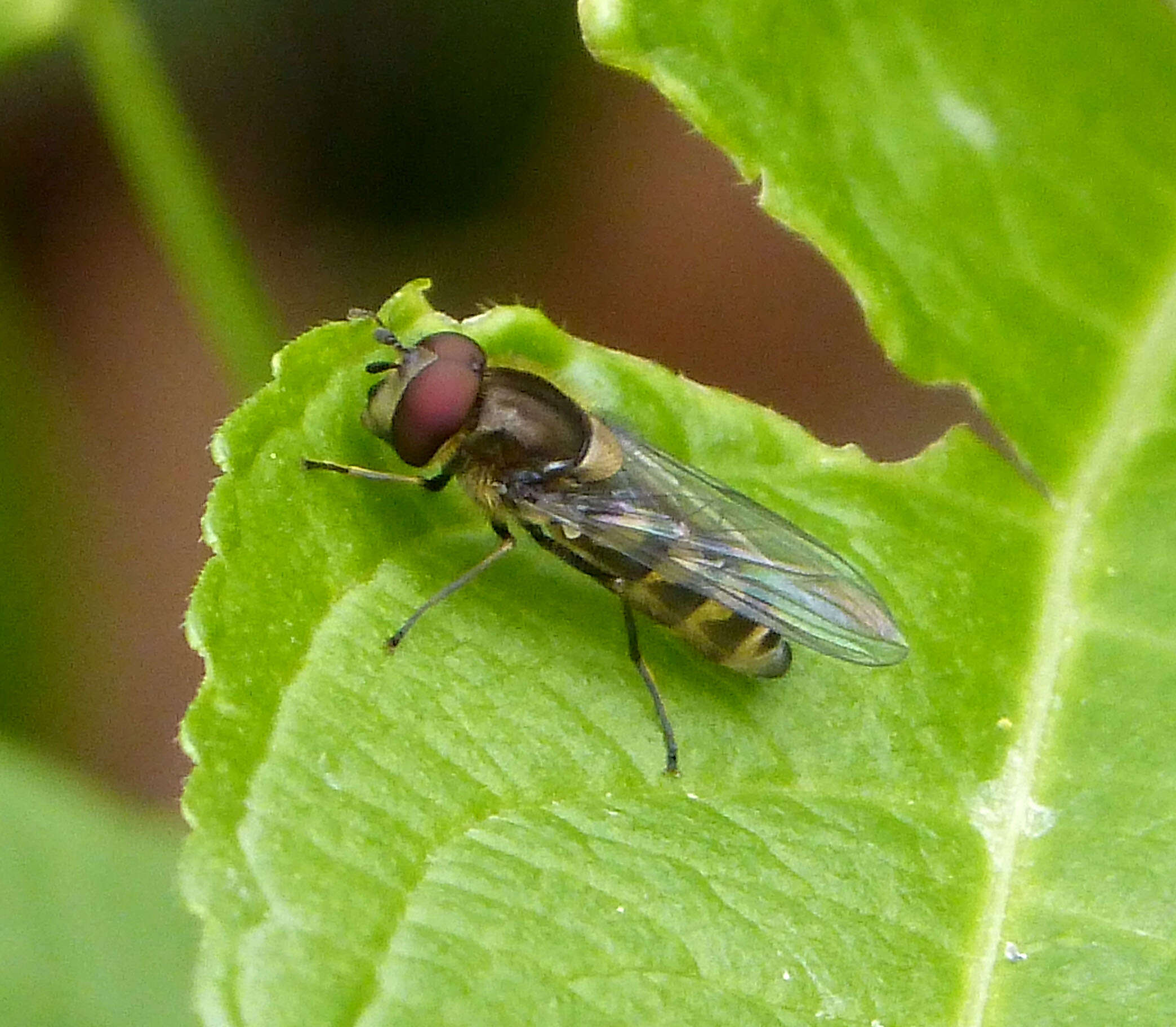 Image of Parasyrphus punctulatus (Verrall 1873)