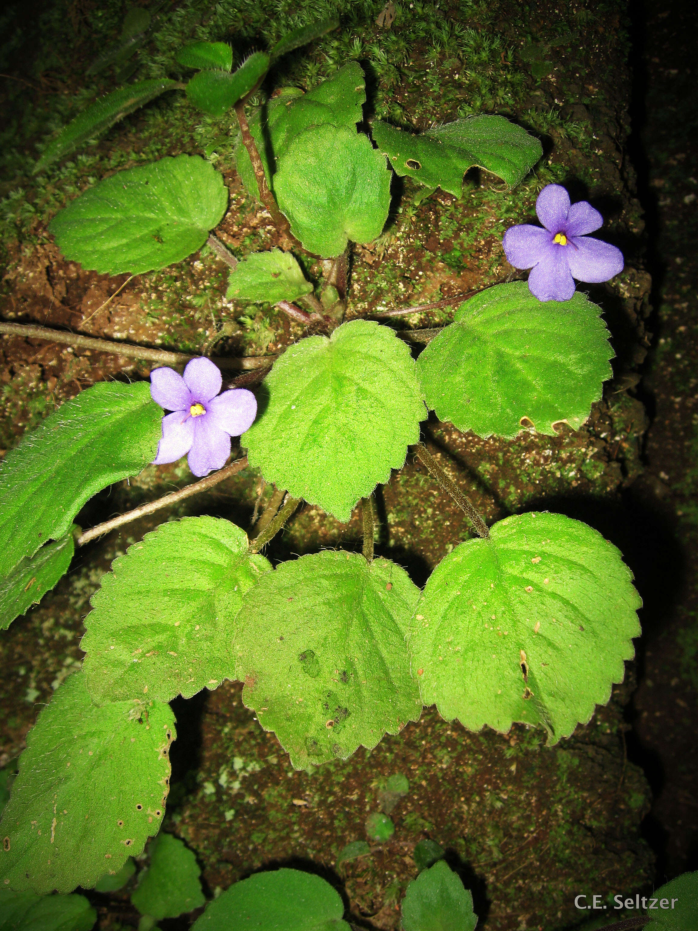 Image of African violet