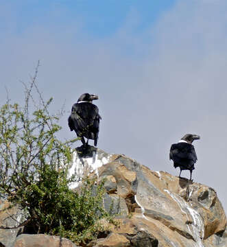 Image of White-necked Raven