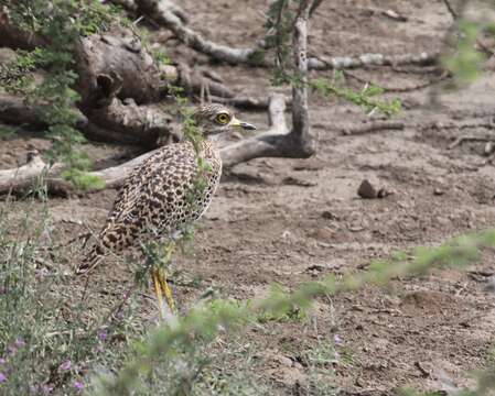 Image of Cape Thick-knee