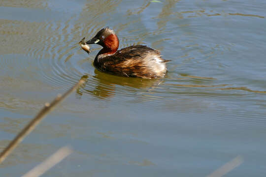 Image of Little Grebe