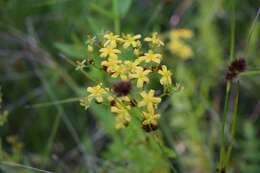 Image of cluster-leaf st.john's wort