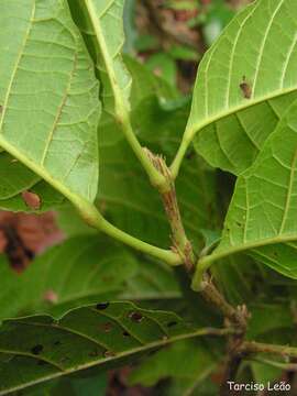 Image of Sloanea guianensis (Aublet) Benth.