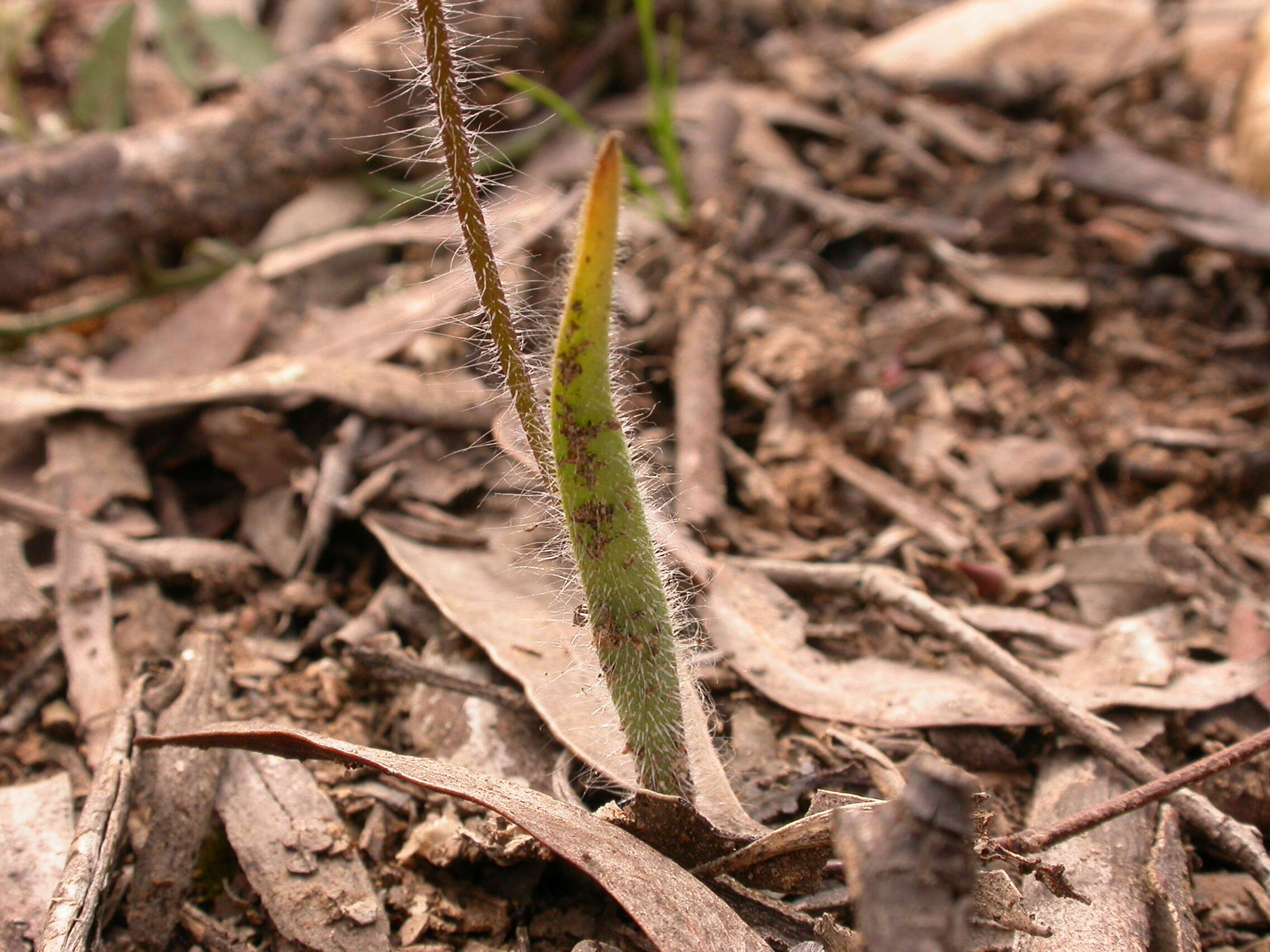 Image of Thin-clubbed mantis orchid