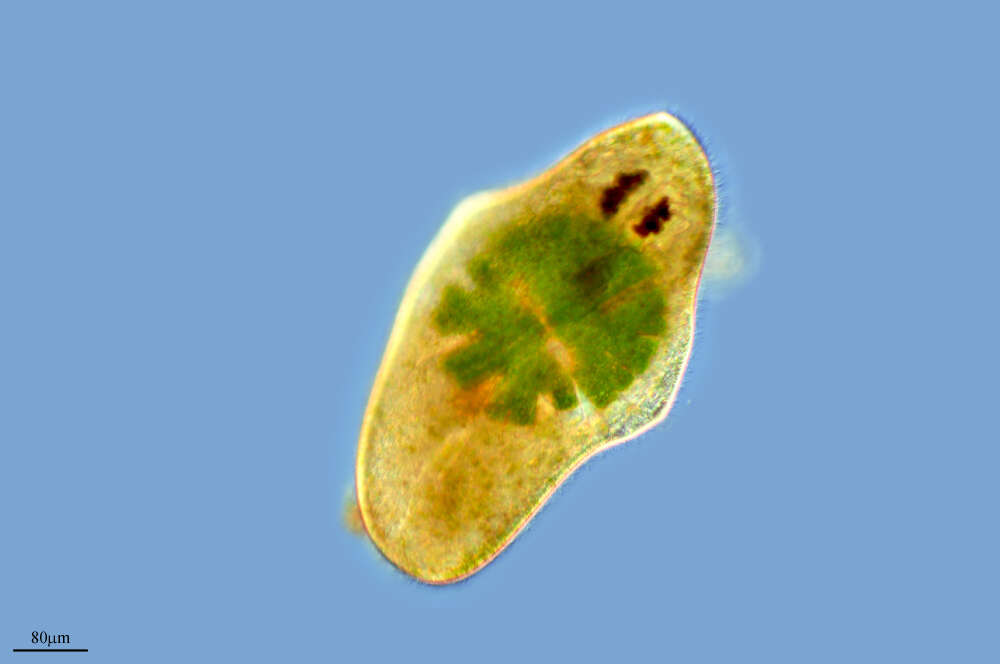 Image of Protozoa