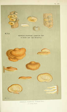 Imagem de Resupinatus algidus (Fr.) M. Lange 1955