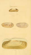Слика од Solecurtidae d'Orbigny 1846