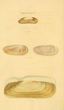 Image of Tagelus Gray 1847