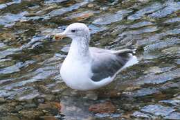 Larus californicus Lawrence 1854 resmi