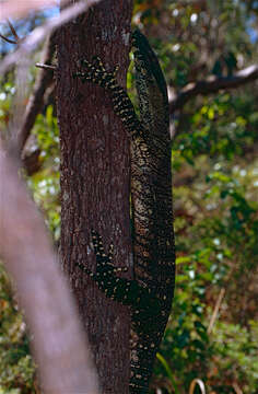 Image of Lace Monitor