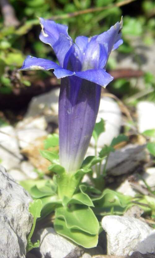 Gentiana ligustica R. de Vilmorin & Chopinet的圖片