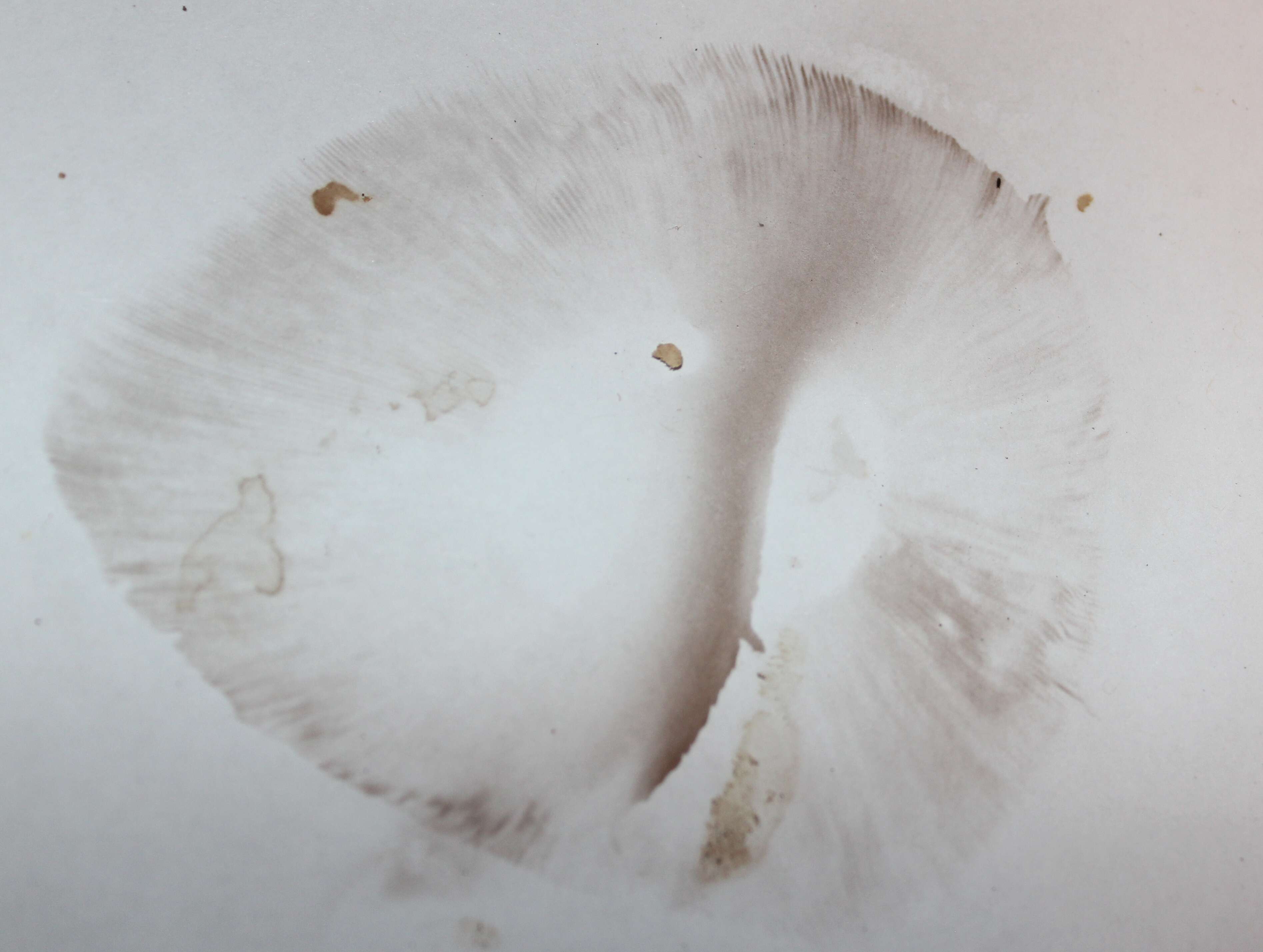 Image of Basidiomycota