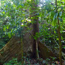Image of Octomeles sumatrana