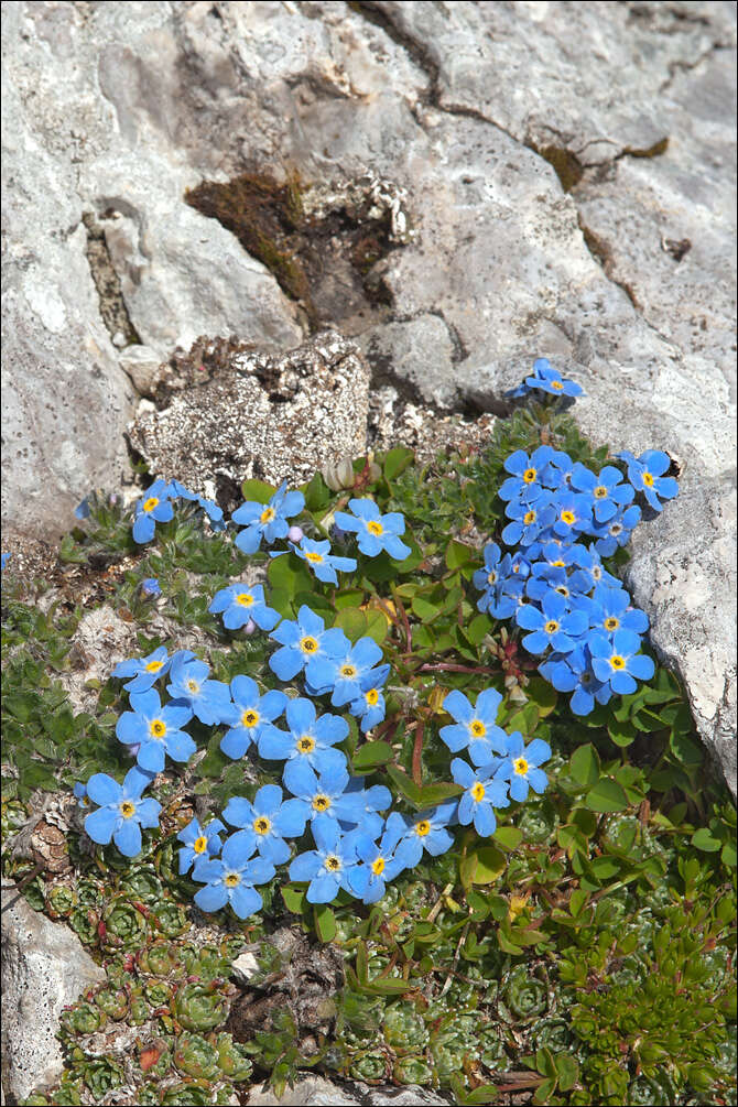 صورة Eritrichium nanum (L.) Gaudin