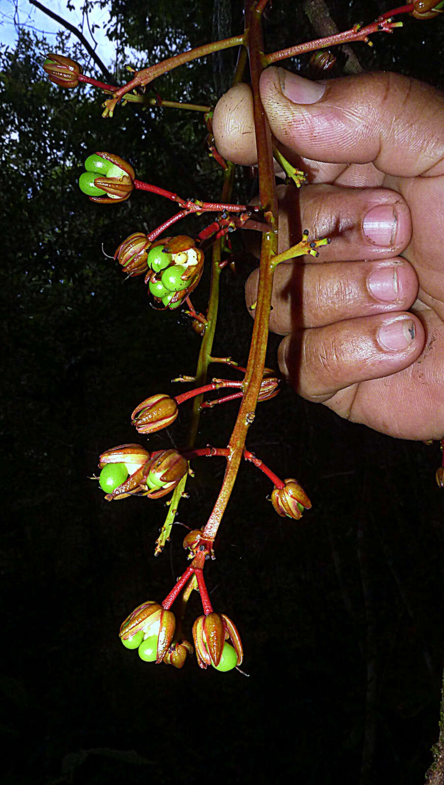 صورة Ouratea gigantophylla (Erhard) Engl.