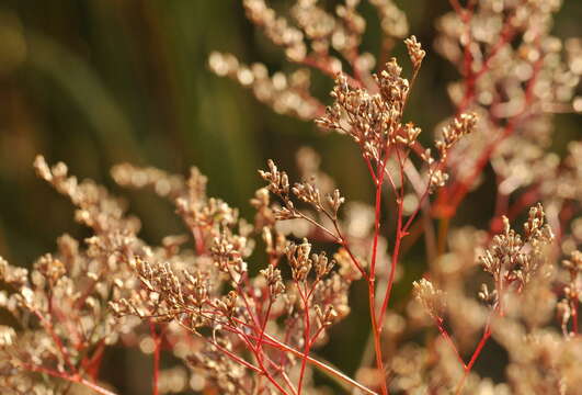 Image of Sea lavendar