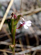 Image de Lobelia anceps L. fil.