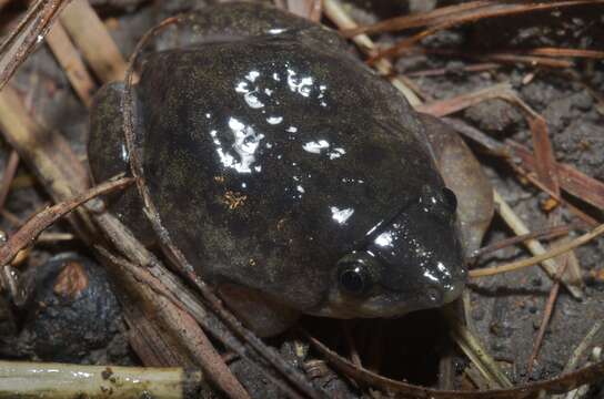 Image of Shovelnose Frogs