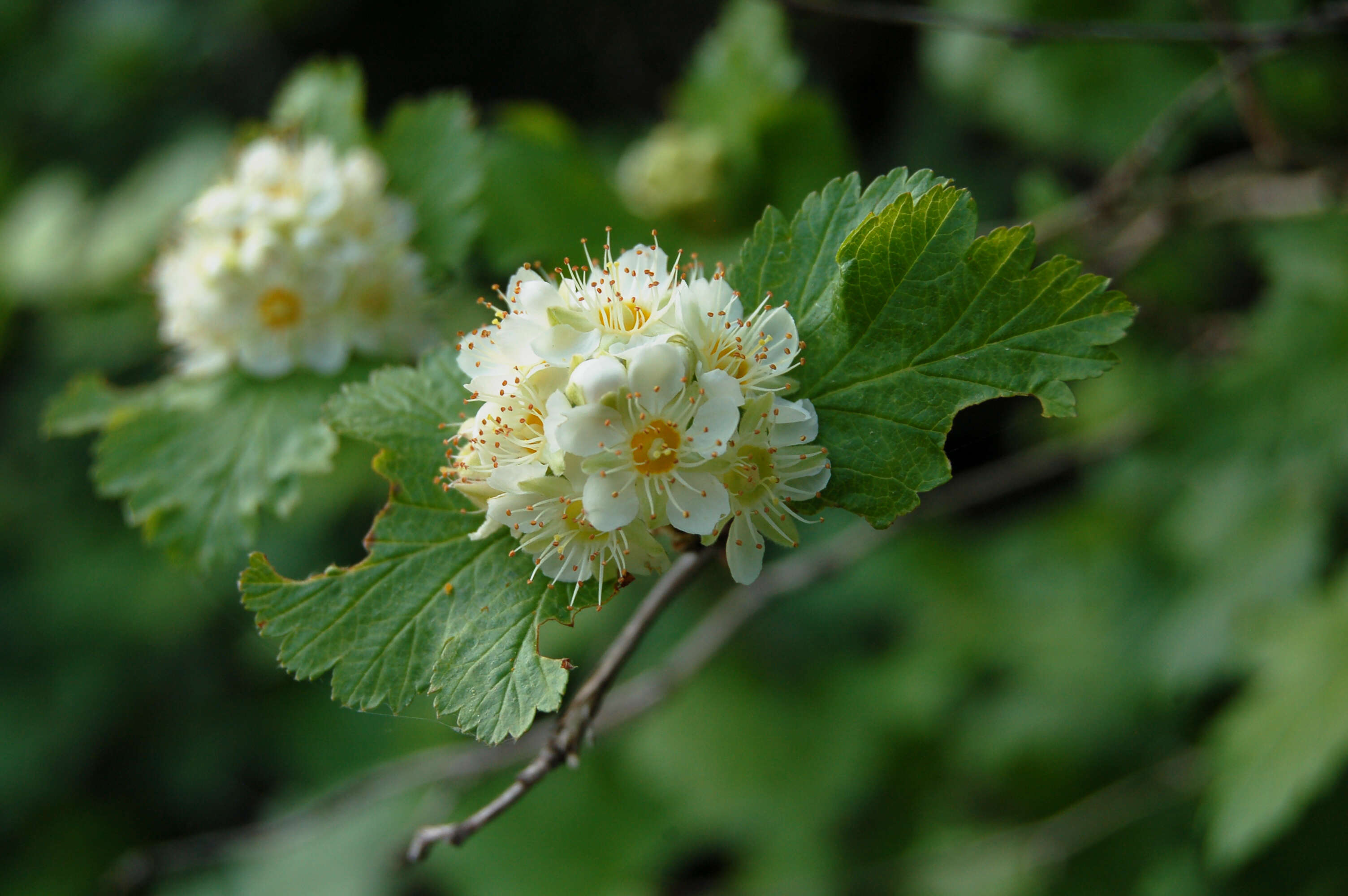 Plancia ëd Physocarpus malvaceus (Greene) Kuntze