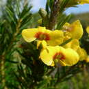 Image of Dillwynia floribunda Sm.