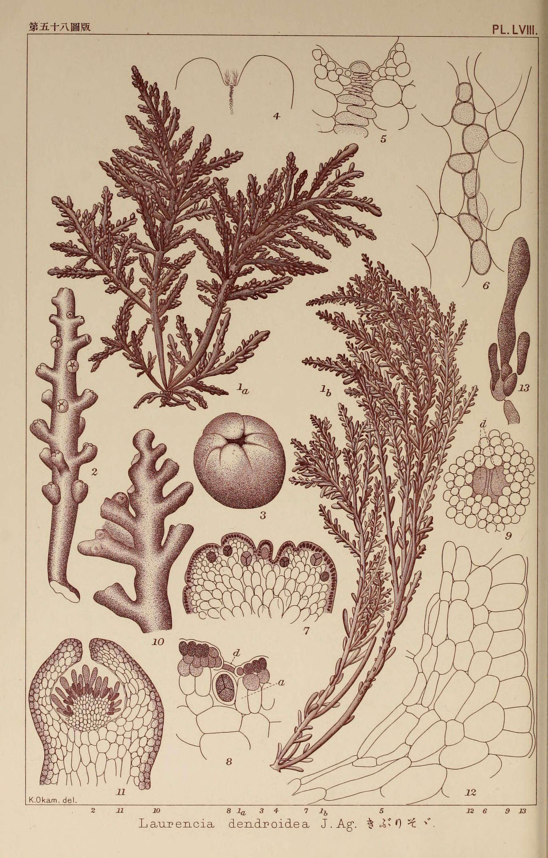 Image de Laurencia J. V. Lamouroux 1813