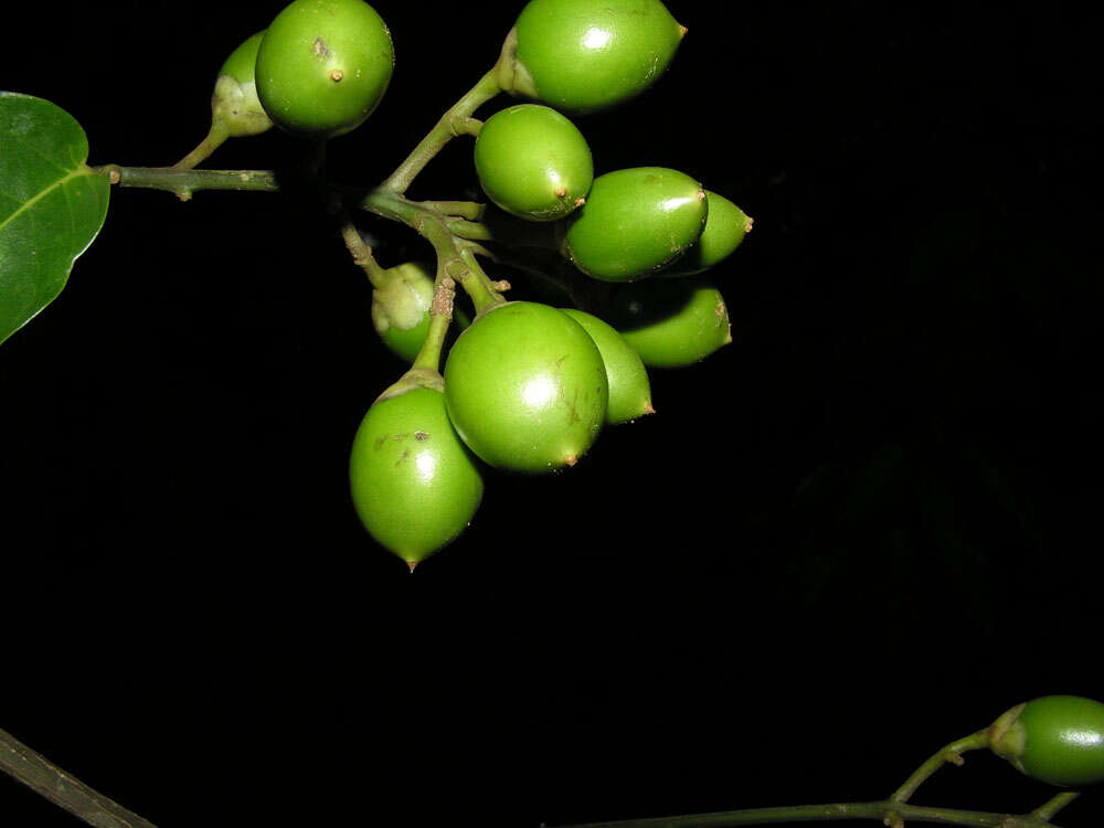 Image of Maripa nicaraguensis Hemsl.