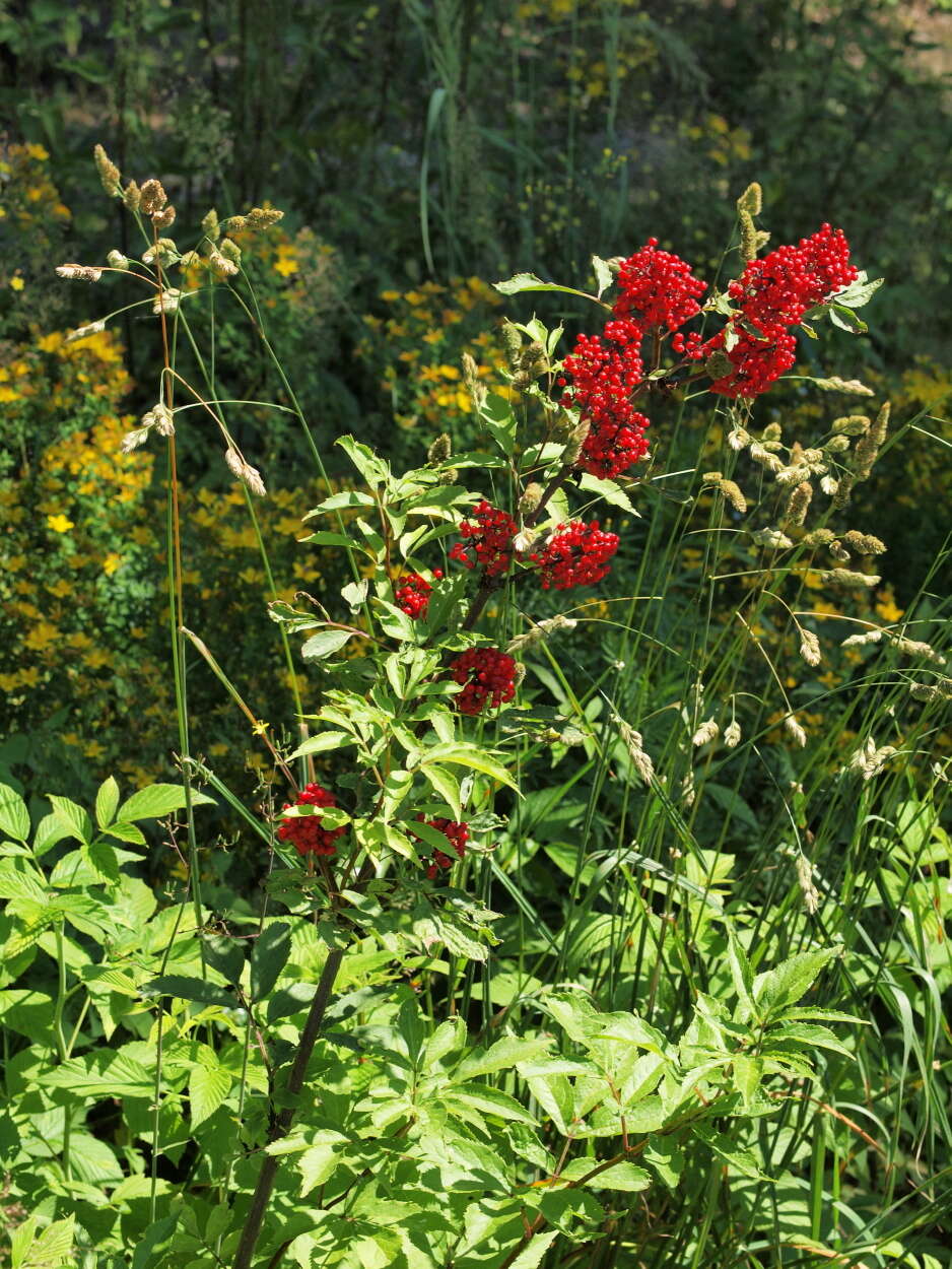 Image of Red-berried Elder