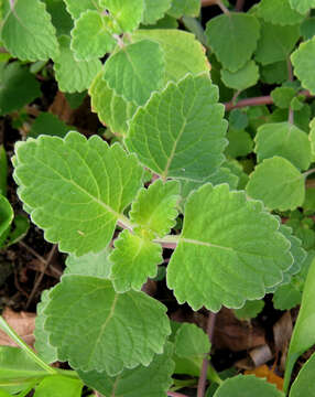 Image de Plectranthus parviflorus Willd.