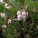 Image of Franciscan manzanita