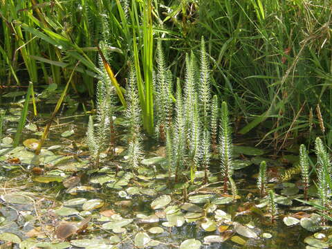 Image of Broad-leaved Pondweed