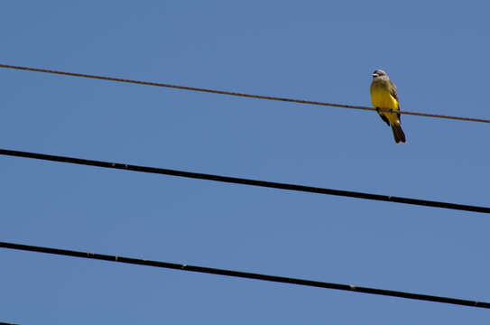 Image of Kingbird