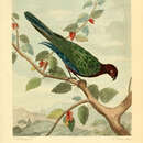Image of Maroon Shining Parrot