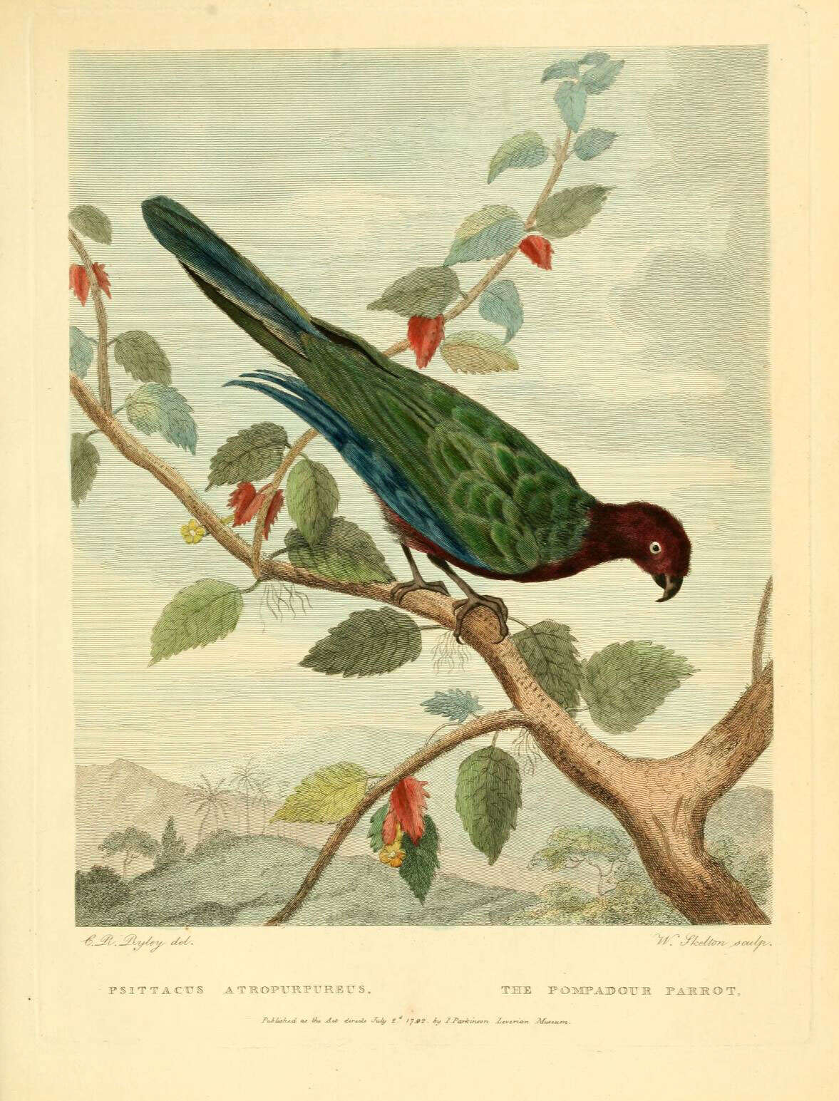 Image of Shining parrot