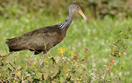 Image of limpkins