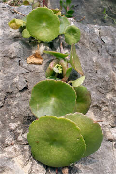 Image of Horizontal navelwort