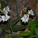 Image of Virgin Mary Orchid