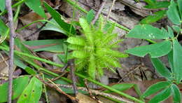 Image of Mimosa sensitiva L.