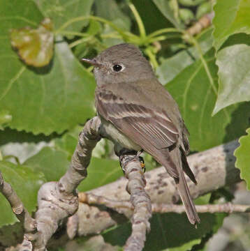 Image of Hammond's Flycatcher