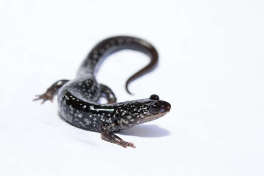 Image de Plethodon cylindraceus (Harlan 1825)