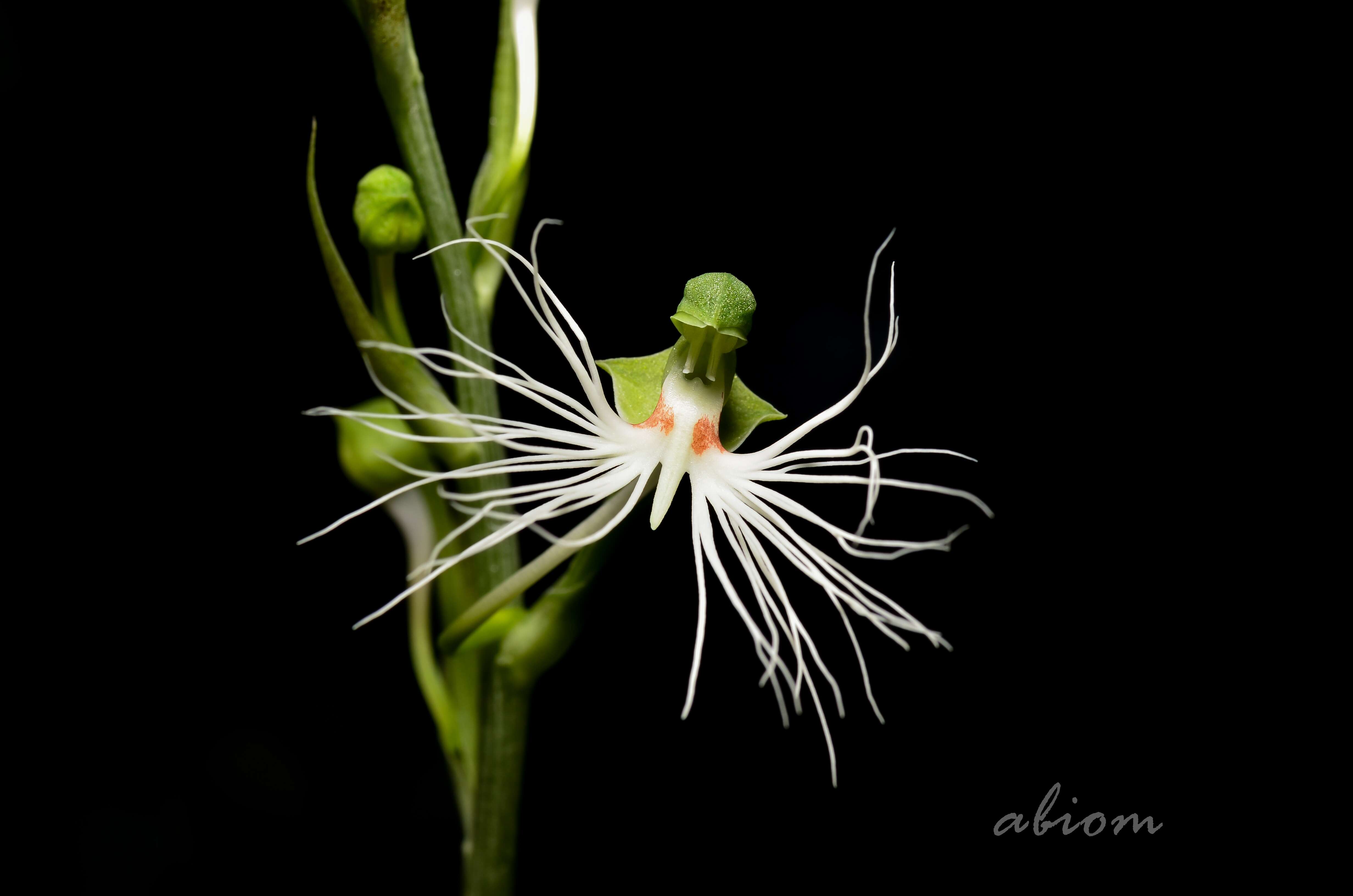 Image de Habenaria medusa Kraenzl.