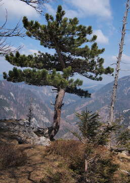 Imagem de Pinus nigra J. F. Arnold