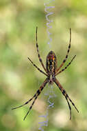 Image of Argiope