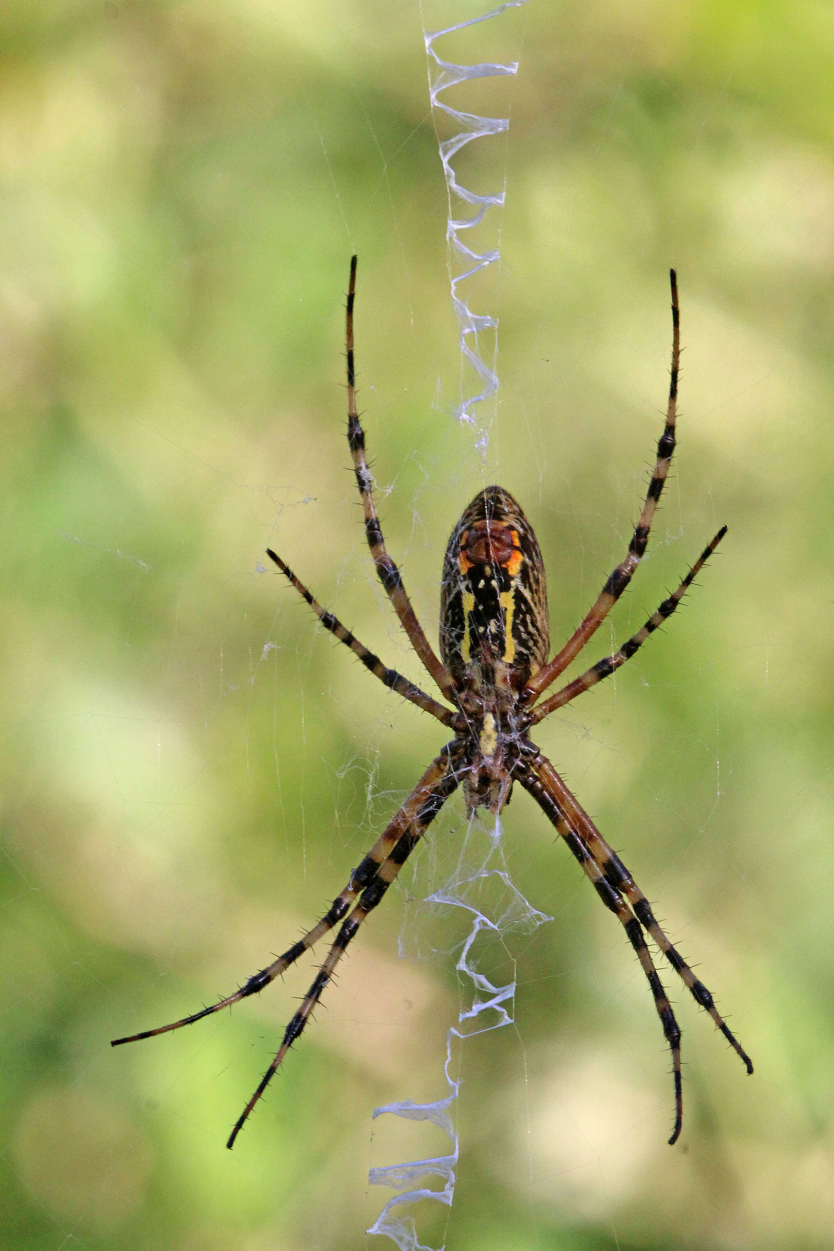 Image of Argiope