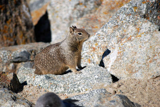 صورة Otospermophilus Brandt 1844