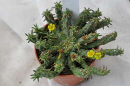 Image de Euphorbia procumbens Mill.